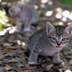 Illustration for article titled 50mm Kittens